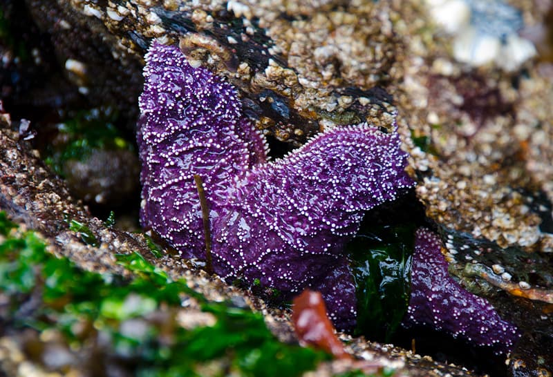 A large sea star clinging to a rock during low tide.