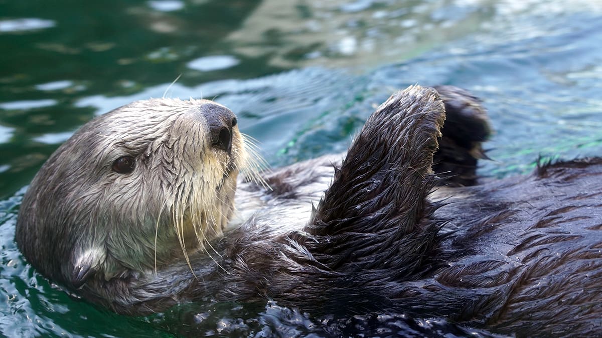 Animal Crossing: New Horizons X Seattle Aquarium Partnership - Seattle  Aquarium