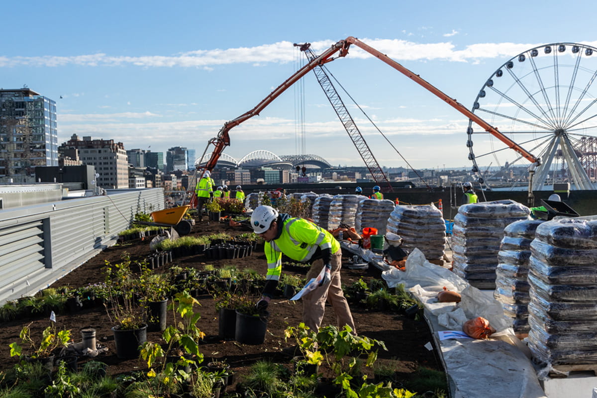 Workers placing plants along a large garden bed on top of the Seattle Aquarium Ocean Pavilion building in what will become a public park space overlooking Elliot Bay and downtown Seattle.