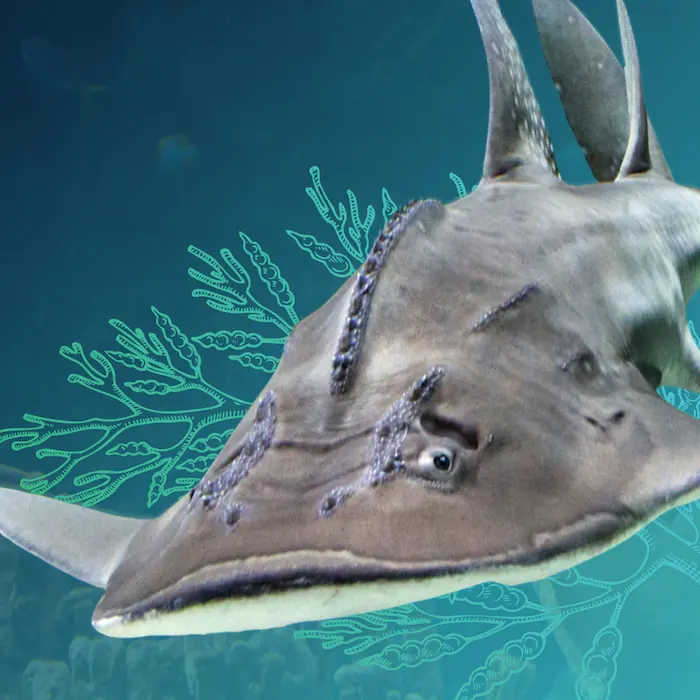 An adult bowmouth guitarfish against the background of illustrated corals and other tropical fish.