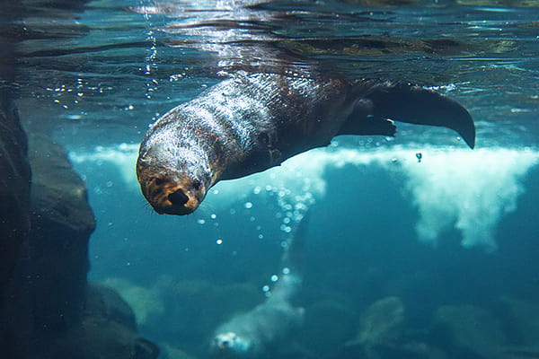 River otter swimming underwater in its habitat at the Seattle Aquarium.