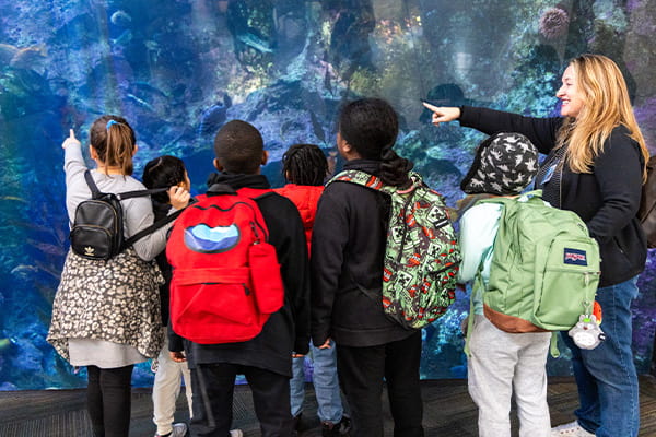 A teacher standing next to a group of school children, all in front of the Window on Washington Waters habitat at the Seattle Aquarium, as they point towards different animals swimming underwater inside the habitat.