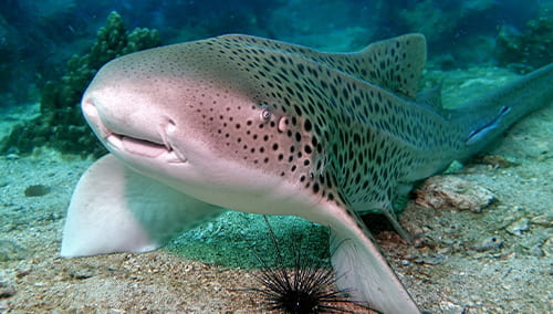 Indo-pacific leopard shark swimming along the bottom of the ocean.