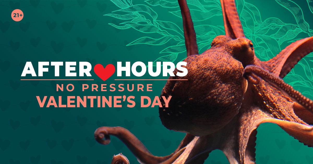 A giant Pacific octopus with its arms outstretched, placed over an illustration of an underwater kelp habitat. 21+ After Hours No Pressure Valentines Day.