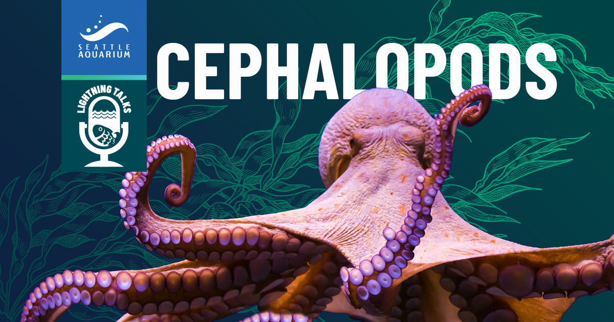 Lightning Talks: Cephalopods event image