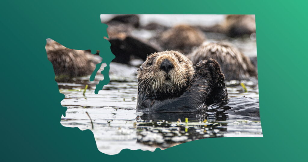 A graphic with a blue and green gradient background featuring a photo of a sea otter inside a cutout of the state of Washington.