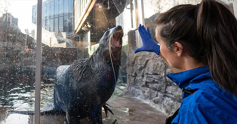 A Seattle Aquarium biologist standing outside the fur seal habitat at the Aquarium conducting a training session with an adult Nothern fur seal. The biologist is opening their hand as a cue for the fur seal to open its mouth.