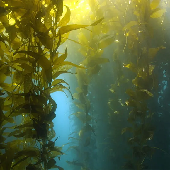 A kelp forest underwater being illuminated by sunlight from above the water's surface.