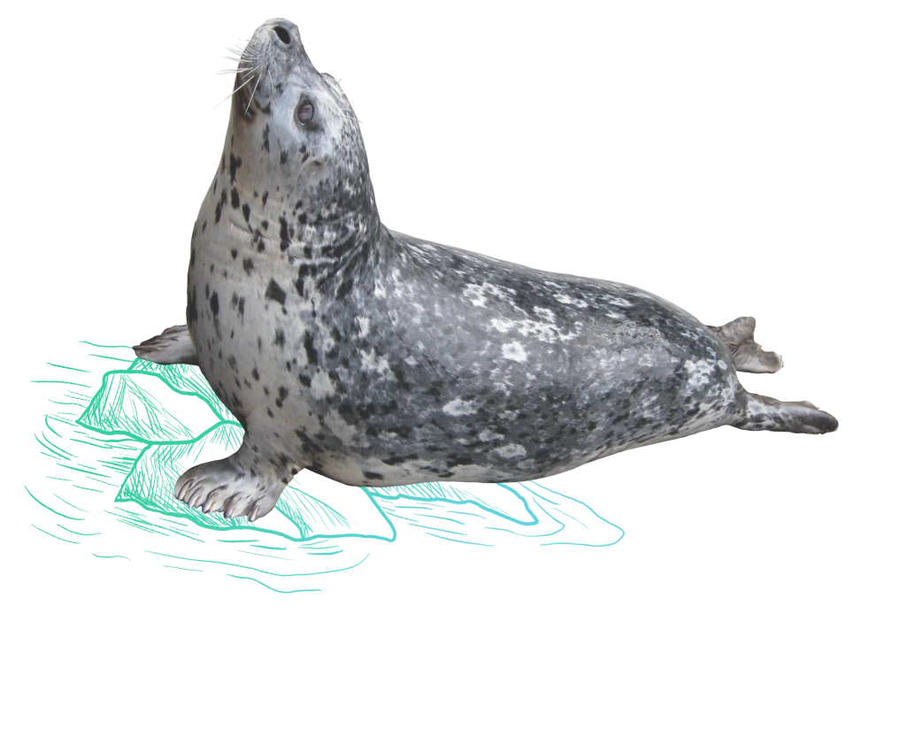 A photo of a harbor seal laying down with its head stretched upwards over a simple gradient illustration of rocks on water.