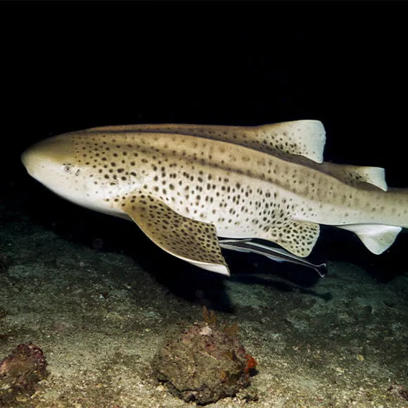 An adult Indo-Pacific leopard shark swimming underwater at night, illuminated by a light.