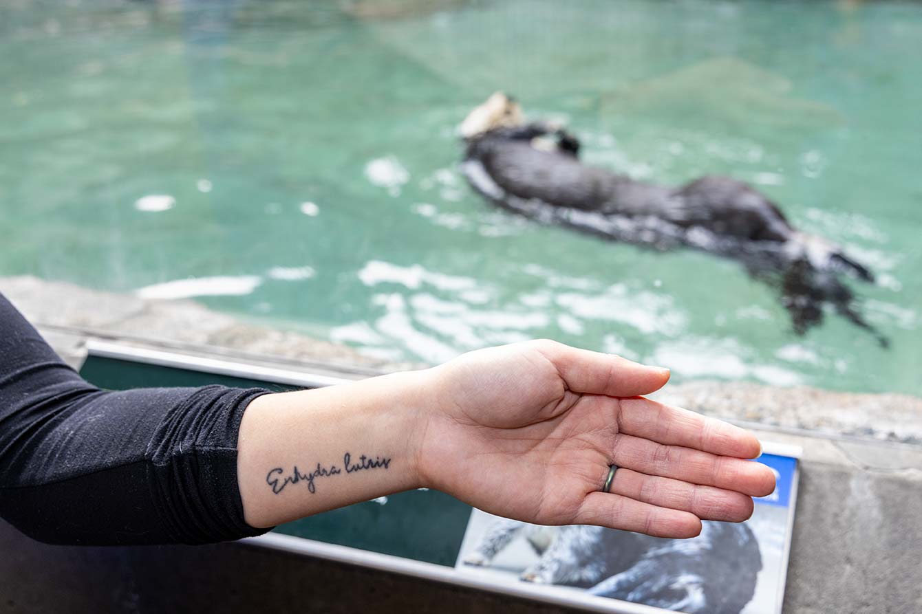 A close-up of Kelli's tattoo on the inside of her left wrist. The words "Enhydra lutris" are tattooed in cursive script. In the background of the photo, Sekiu the sea otter can be seen swimming in her habitat.