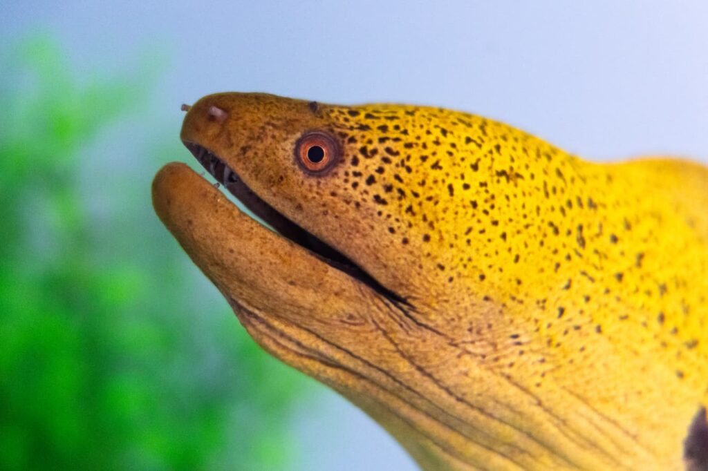 A yellow giant moray eel tilting its face upwards.