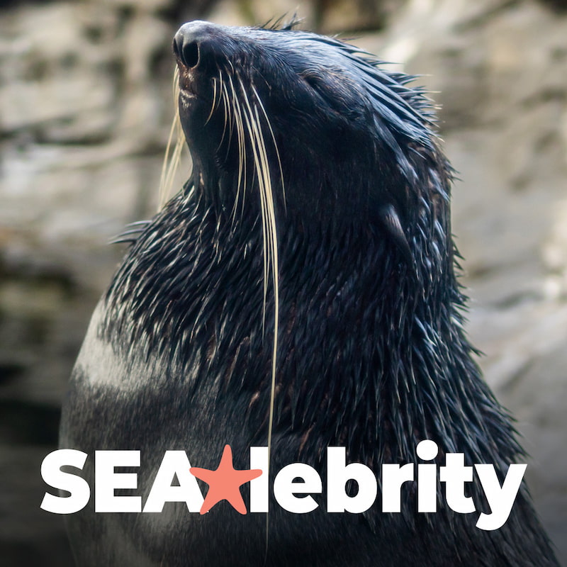 A photo of Flaherty the northern fur seal.