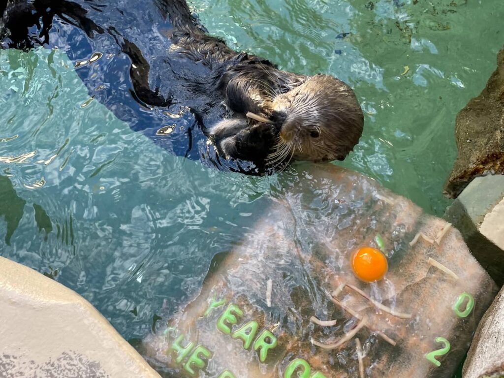 Sea otter Sekiu floating on her back next to a large ice treat that reads "Year of the Dragon."