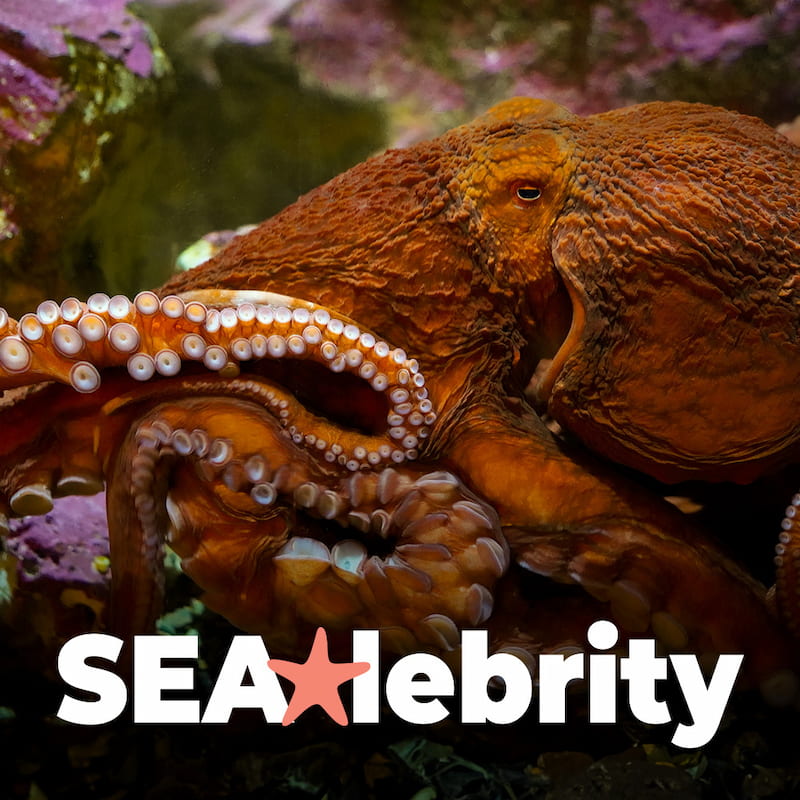 Queso, a giant Pacific octopus, in its habitat at the Seattle Aquarium.