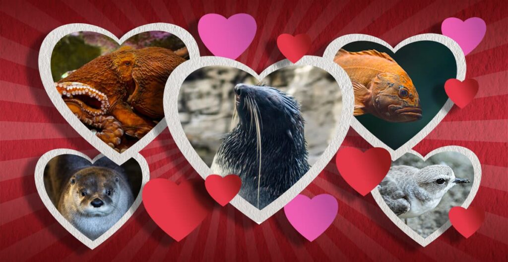 A graphic with photos of a river otter, giant Pacific octopus, northern fur seal, rockfish, and western snowy plover each framed by a white heart. Pink and red hearts are interspersed between the photos, and the background is red.