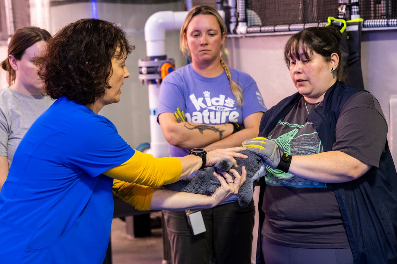 Four members of the Seattle Aquarium animal care team standing in a half-circle. Dr. Caitlin Hadfield is uding a shark plushie to demonstrate how to properly hold a shark during a medical exam.