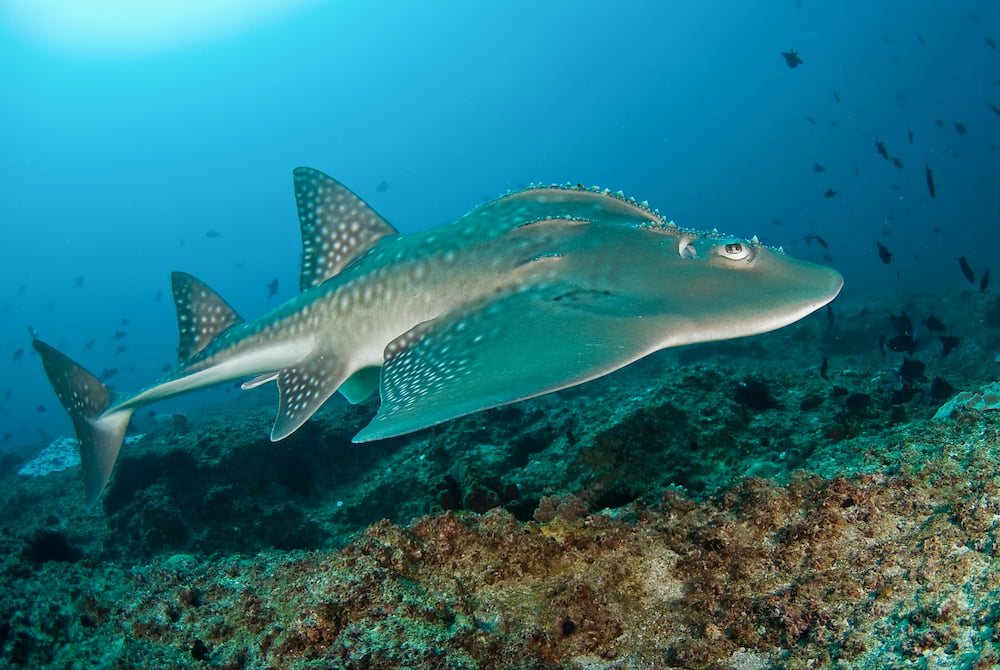A bowmouth guitarfish swimming along the rocky ocean floor.
