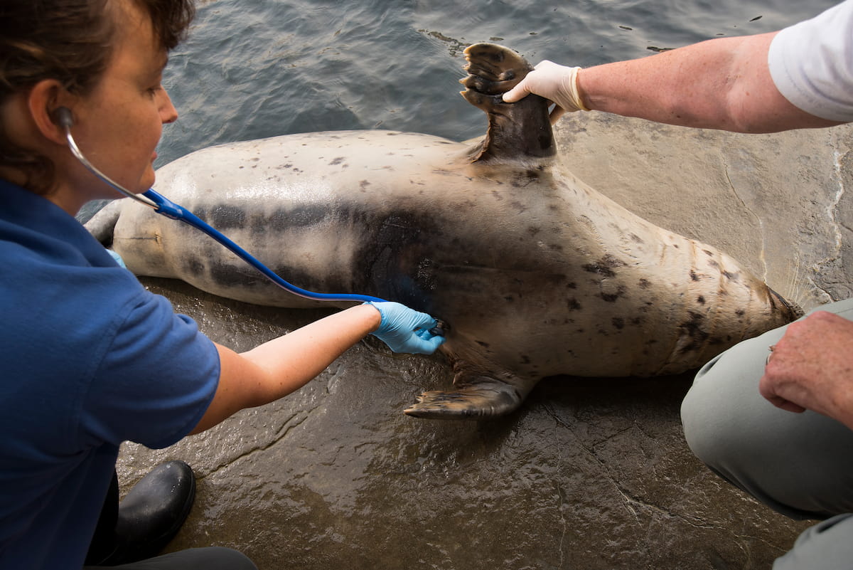 Dr. Hadfield crouching next to harbor seal Barney. Barney is laying on his left side; Dr. Hadfield is holding a stethoscope to his chest. A second veterinary technician is gently lifting Barney's flipper out of the way.