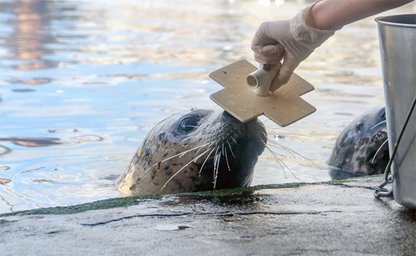 A harbor seal at the Seattle Aquarium holding its nose against a cross-shaped target being held by an Aquarium animal staff biologist to begin a training session.