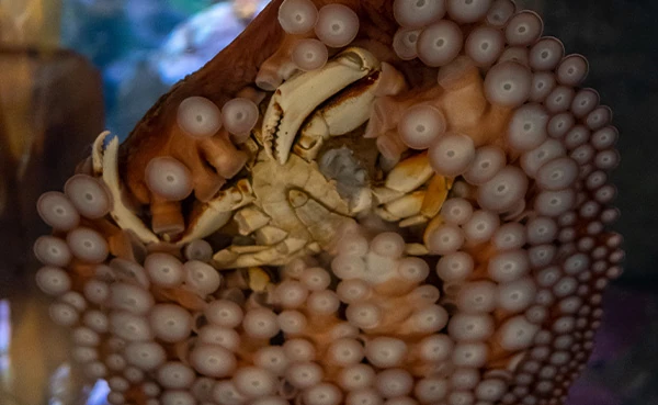 An adult giant Pacific octopus resting against the side of its habitat at the Seattle Aquarium while holding a Dungeness crab in its arms.