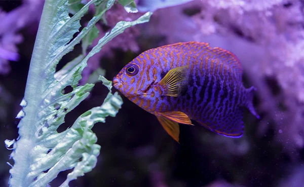 A tropical fish swimming up to and eating from a piece of lettuce suspended in its habitat.