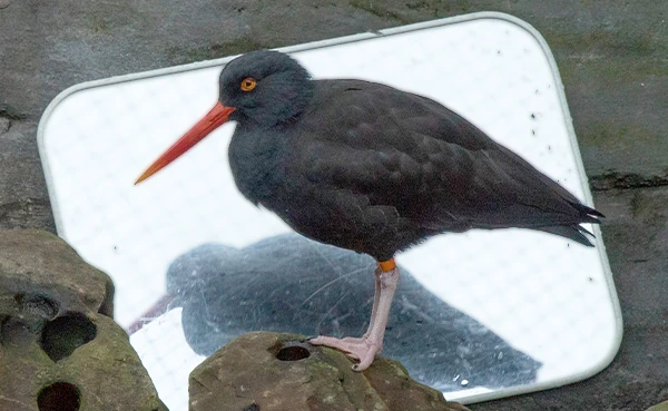 An adult black oystercatcher at the Seattle Aquarium stands in front of a small mirror which is used for a type of sensory enrichment.