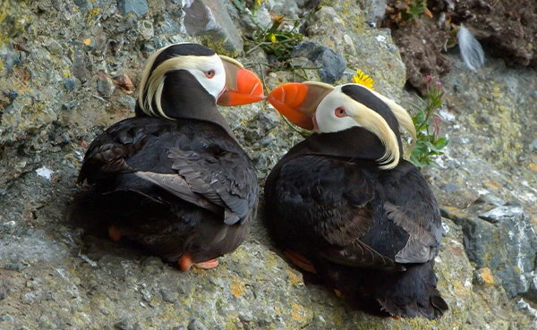 A pair of puffins resting on a rock, touching their beaks together.