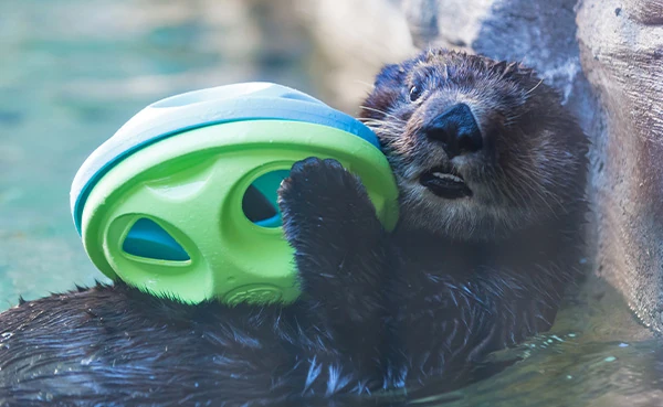 An adult sea otter holding a football shaped enrichment toy while floating on top of the water in its habitat at the Seattle Aquarium.