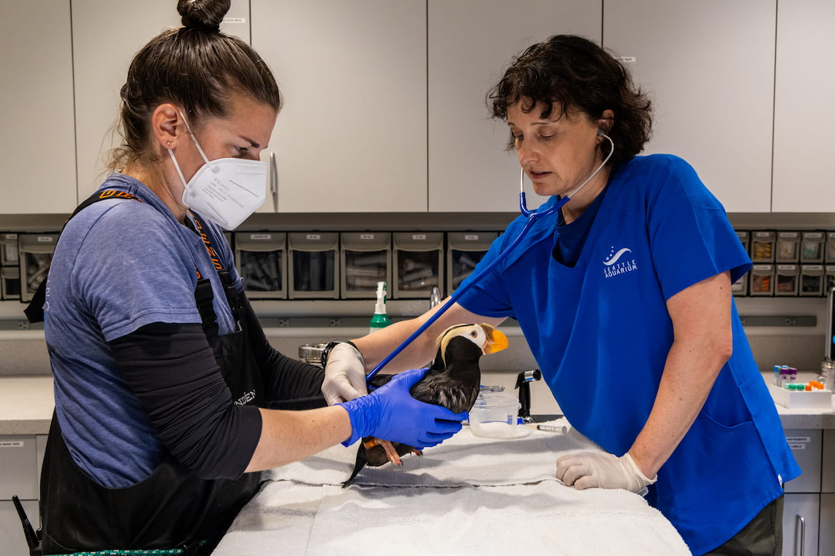 Sara Perry and Dr. Caitlin Hadfield standing on either side of an examination table. Sara is gently holding a tufted puffin just above the examination table while Dr. Hadfield presses a stethoscope to the puffin's back.