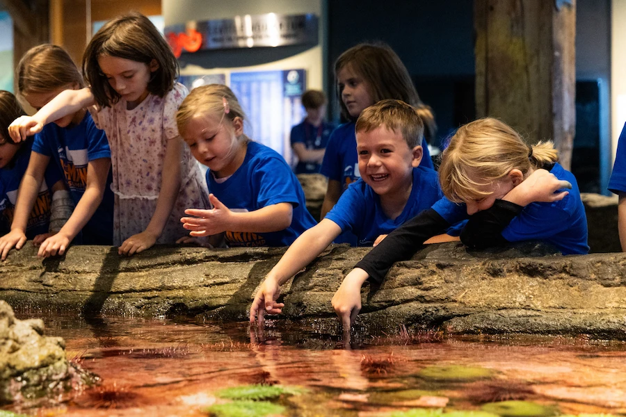 A group of young children exploring the touch pools at the Seattle Aquarium.
