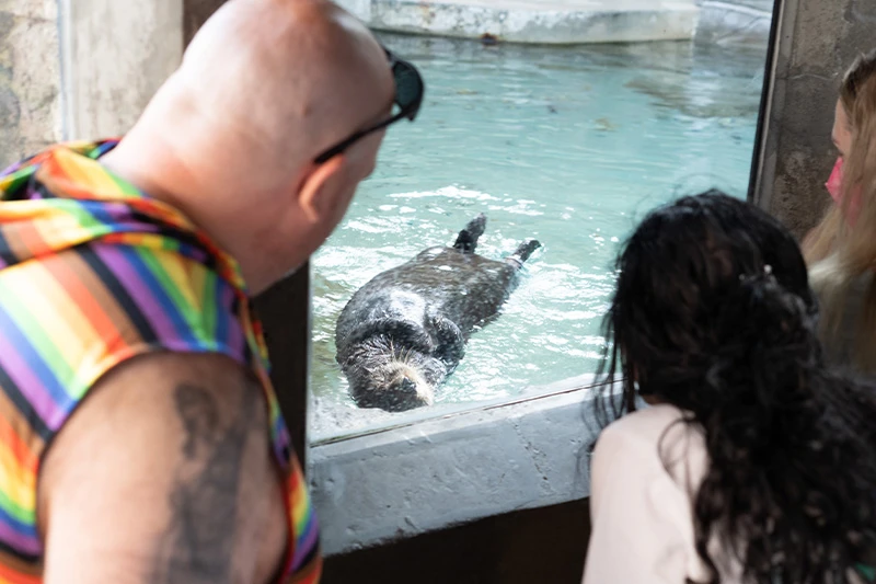 Three adults watching a sea otter swimming at the Seattle Aquarium.