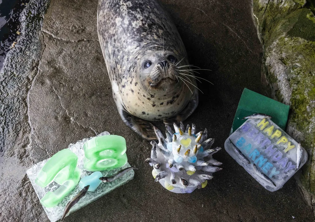Harbor seal Barney surrounded by three birthday-themed ice treats.