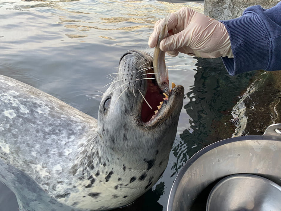 Harbor seal Barney being fed a fish by a Seattle Aquarium enimal care expert.