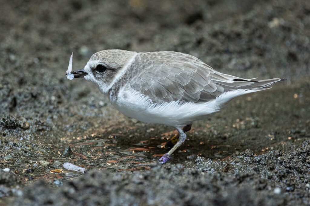 Crush the western snowy plover eating a small, translucent shrimp.