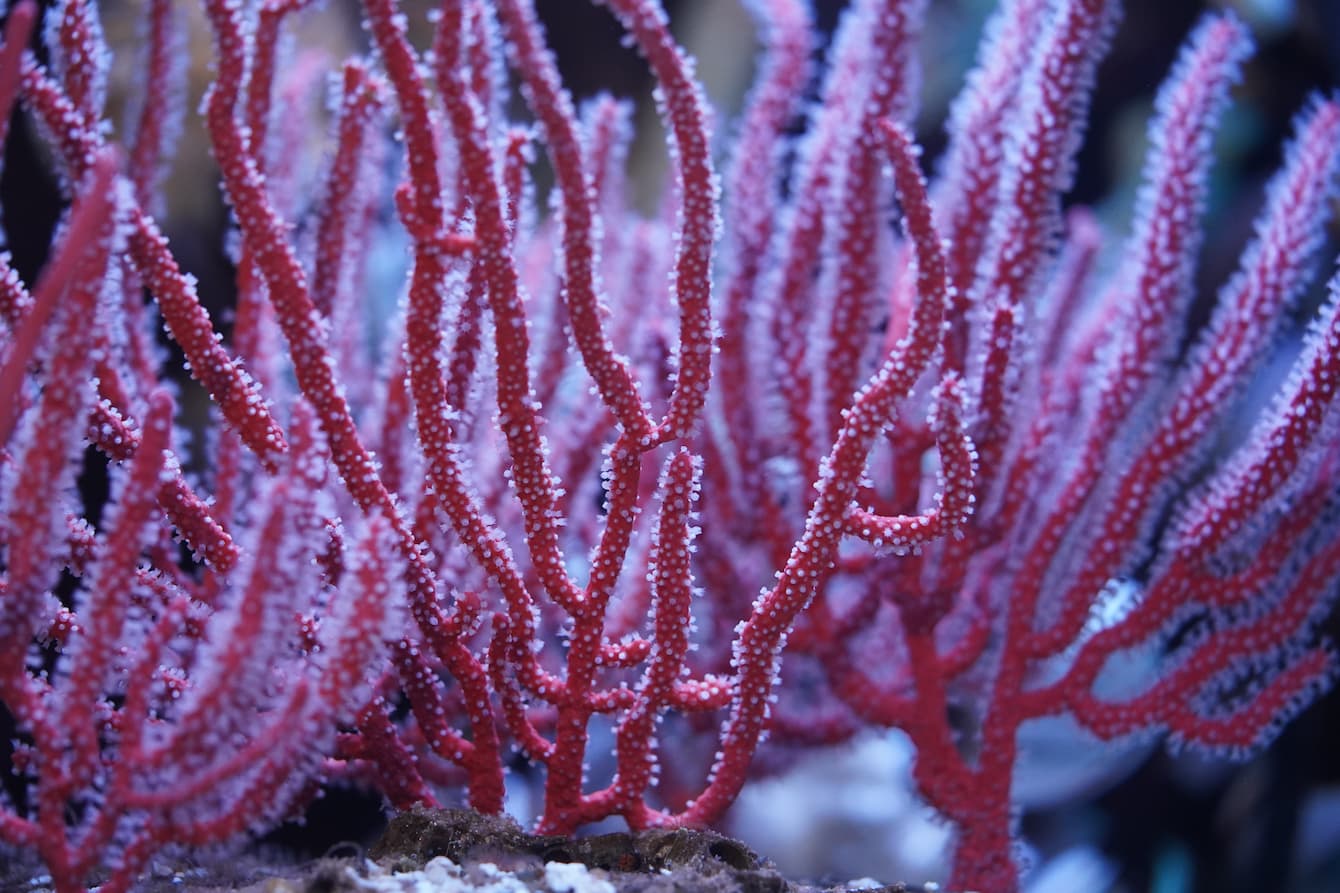 A small colony of pink swiftia coral.