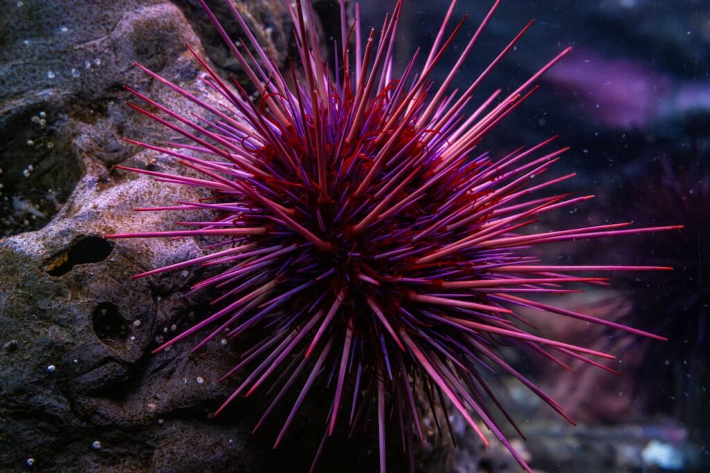 A close-up shot of a large purple and red sea urchin.
