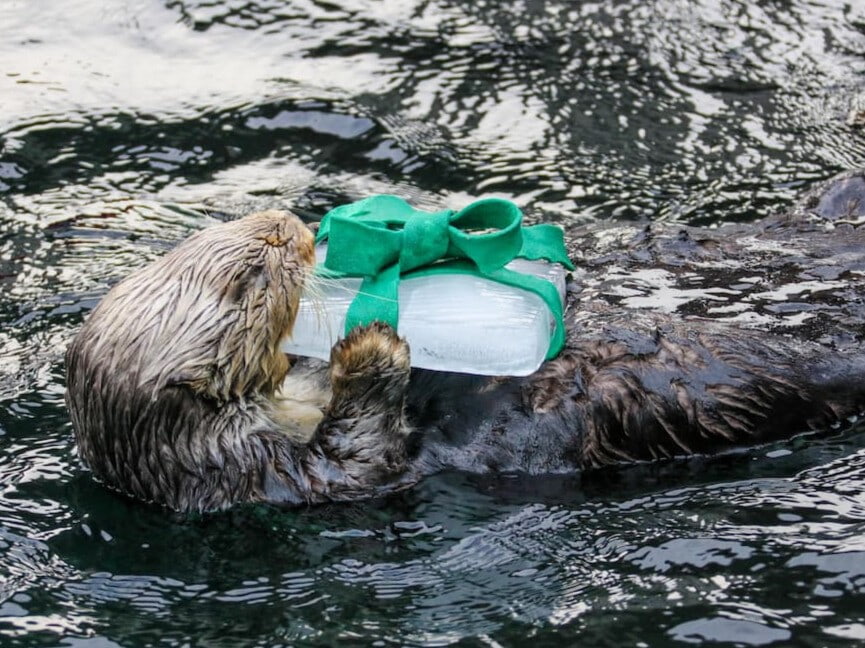 A sea otter floating on its back. It is holding a small block of ice with a green ribbon wrapped around it like a bow.