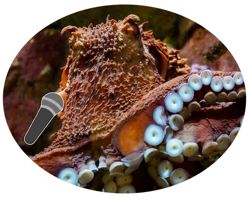 Photo of a giant Pacific octopus with an illustrated microphone superimposed next to its mouth.