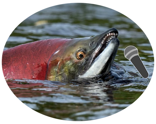 Photo of a salmon swimming above the surface of the water with an illustrated microphone superimposed next to the salmon's mouth.