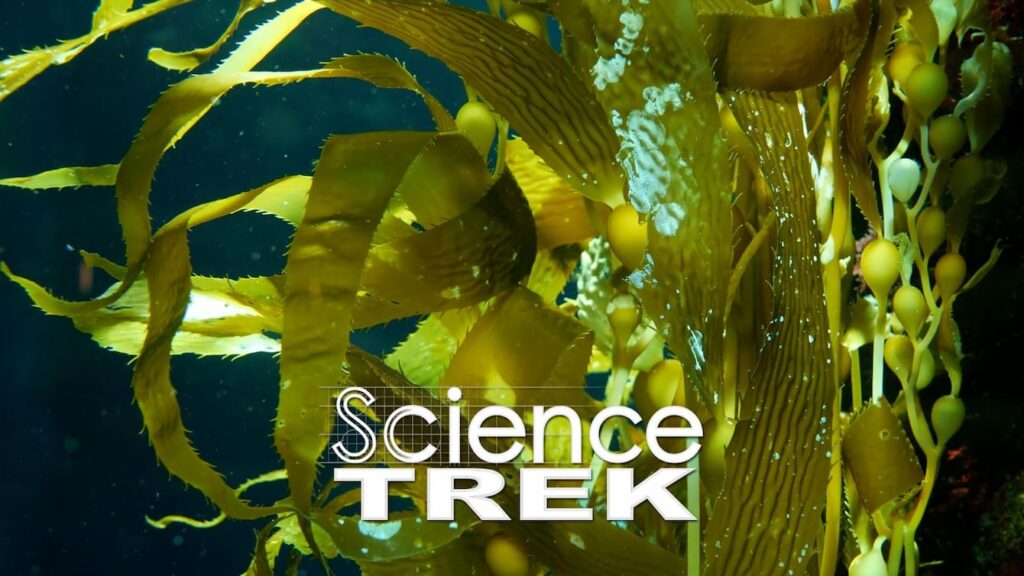 Kelp in the ocean with the phrase "Science Trek" superimposed on top.