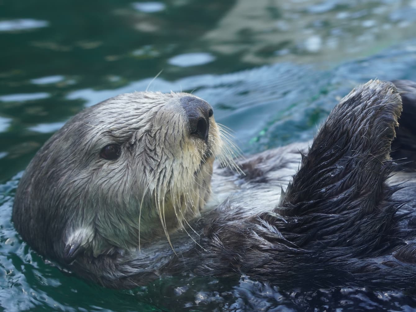 Sea otter Sekiu floating on her back.