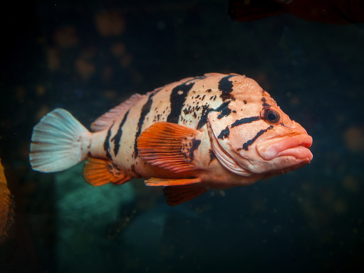 A black and orange striped tiger rockfish.