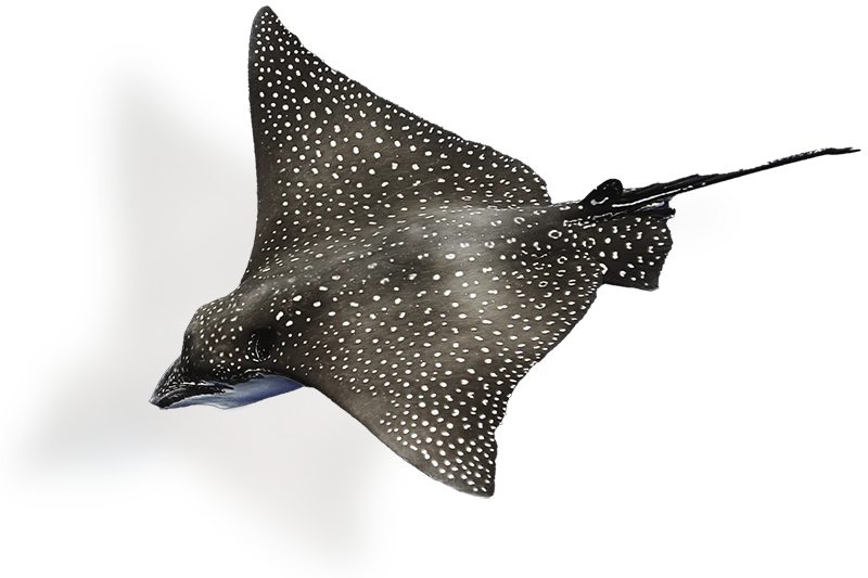 An eagle ray against a transparent background.