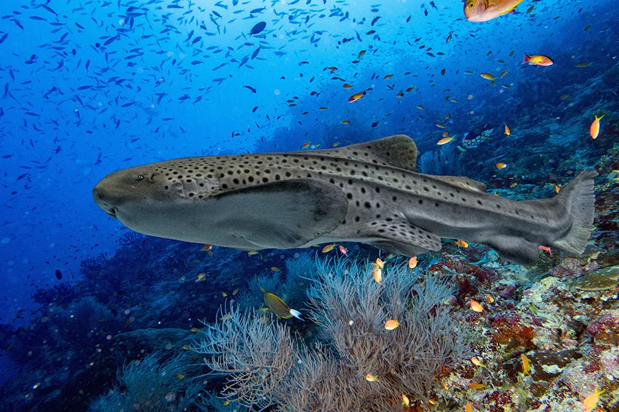 An Indo-Pacific leopard shark swimming in the ocean.