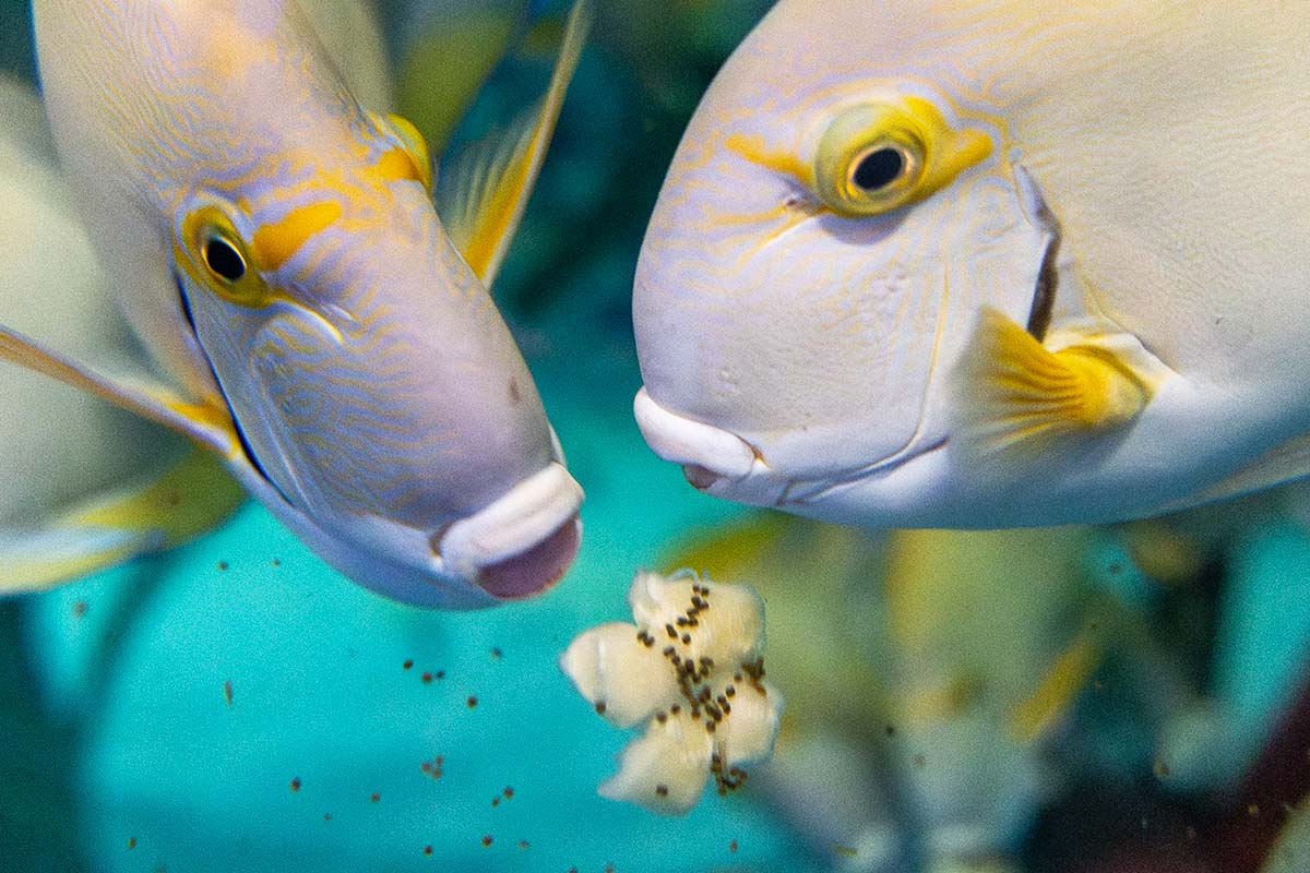 Two yellowfin tang eating.