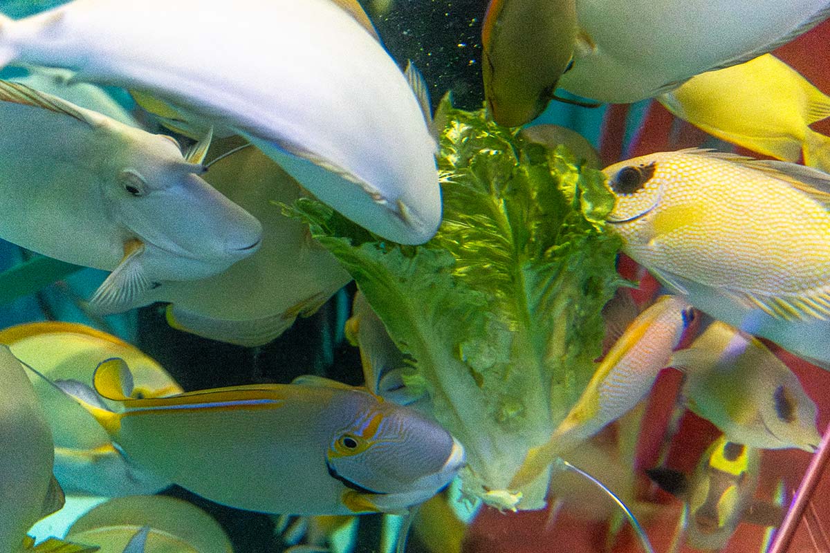 A group of yellow tang, rabbitfish, and unicornfish munching on a piece of lettuce.