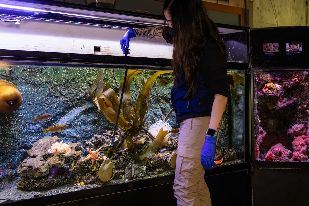 A Seattle Aquarium employee using an extended rod to feed kelp to pinto abalone.