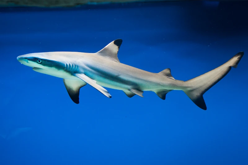 A blacktip reef shark swimming underwater.