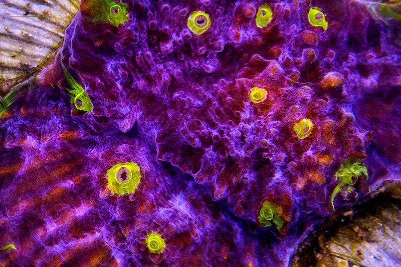 Watermelon coral